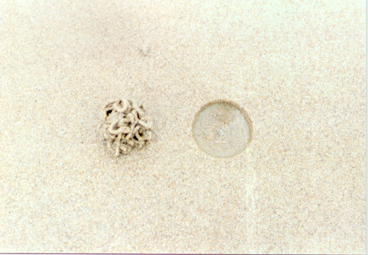 strand6.jpg