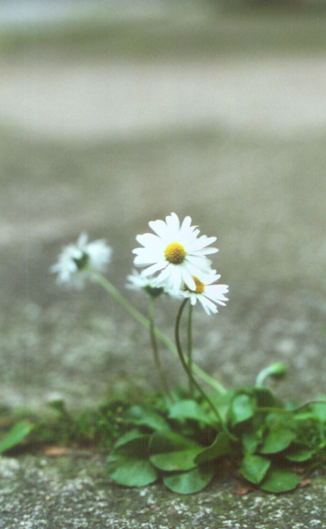 natur.jpg