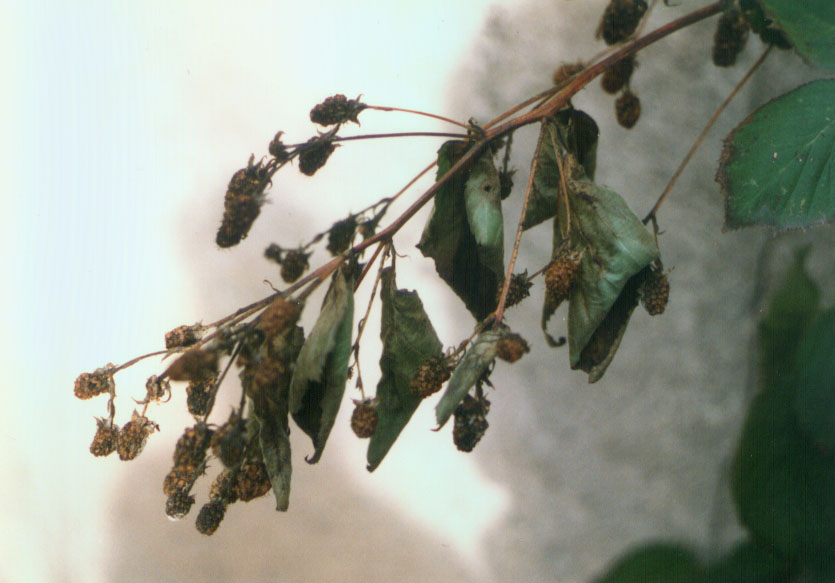 brombeer.jpg