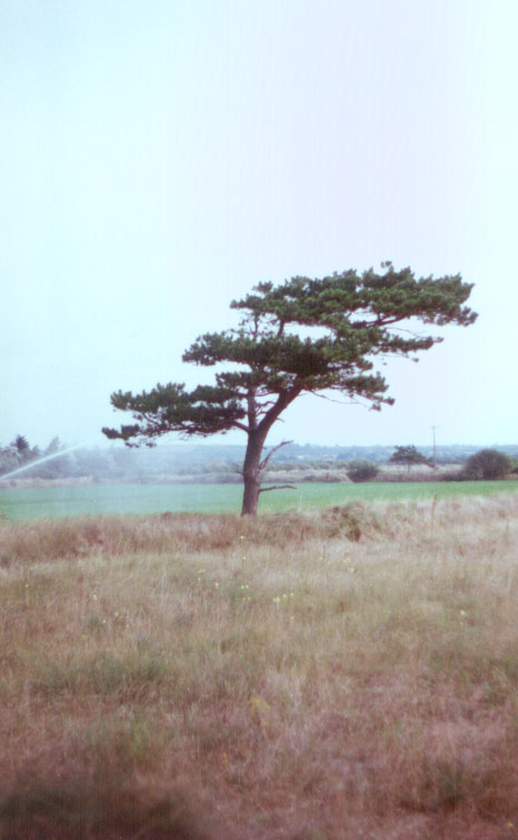 baum.jpg