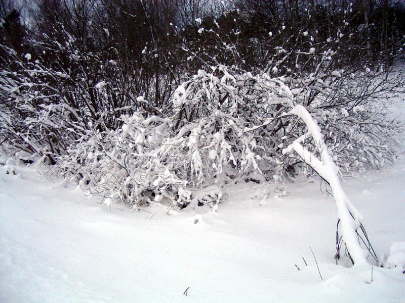 snowy_trees.jpg