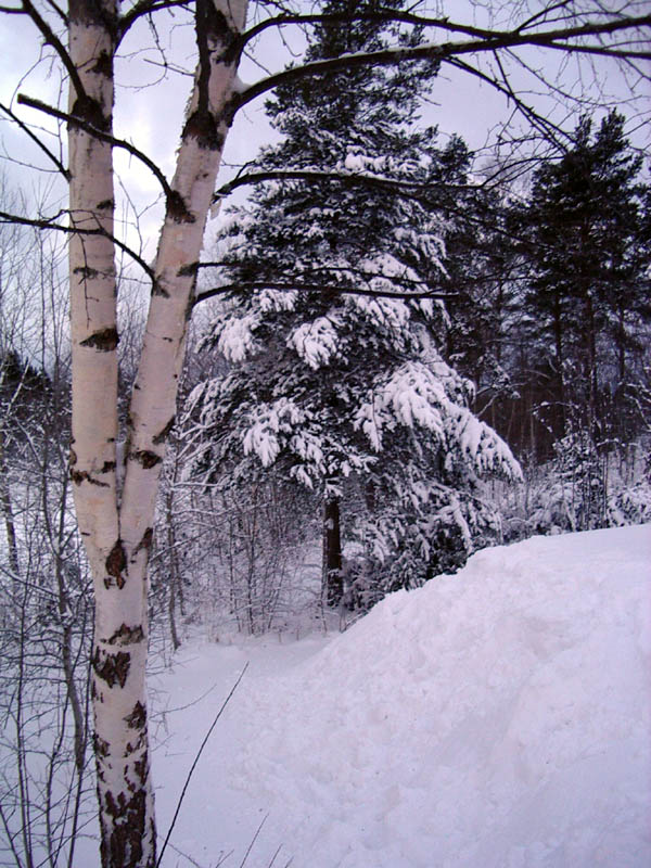 birch_outside_house.jpg