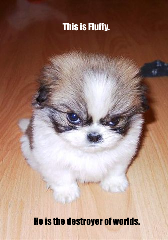 killer_dog[1].jpg
