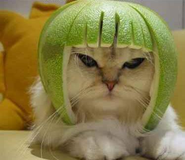 lime-cat.jpg