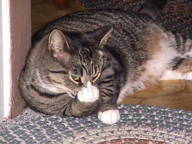 catitude.jpg