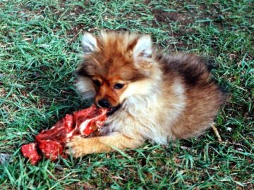 steak = yummy.jpg