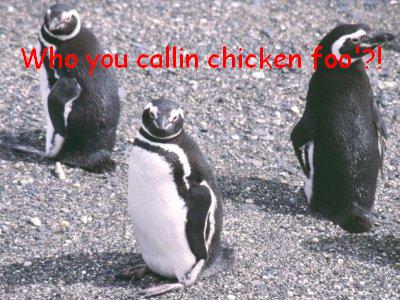 Pinguin.jpg