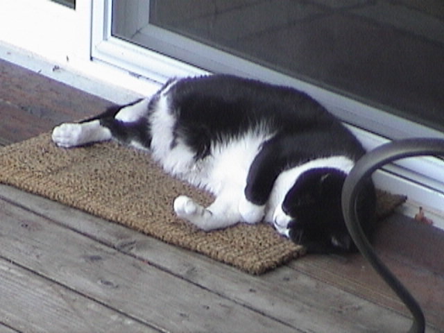 cat3.jpg