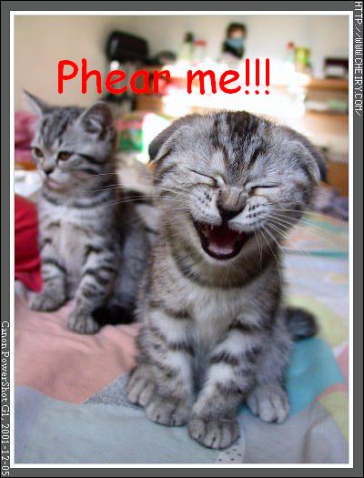 Phear Kittie.JPG