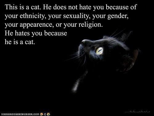 cat hates you.jpg