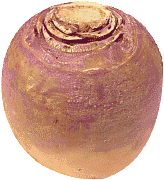 fgarden-turnip.gif