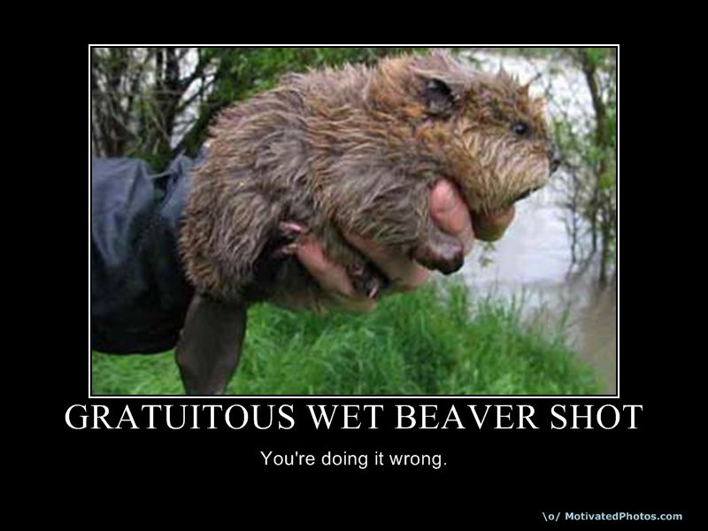 GratuitousWetBeaverShot.jpg