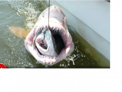 sharkception.jpg