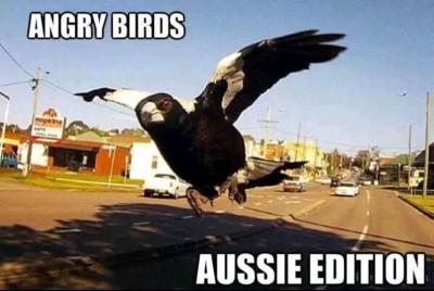 Angry Birds Australia.jpg