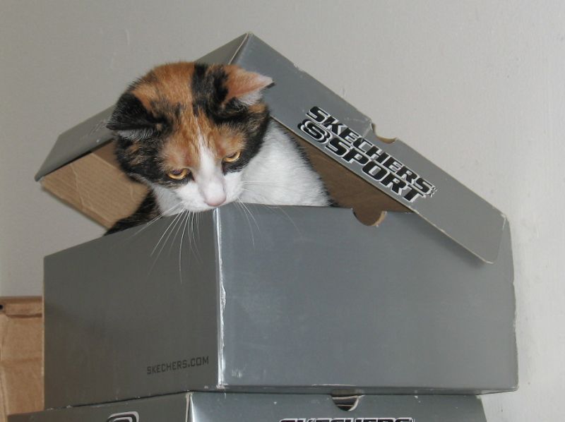 cat in box 2.jpg