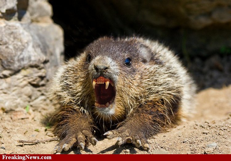 Scary-Groundhog--52995.jpg