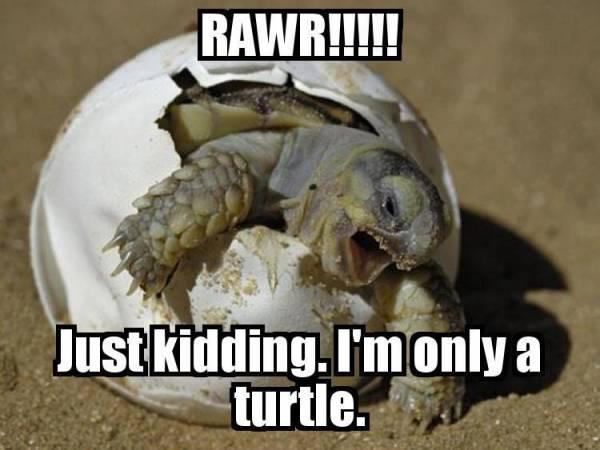 rawr turtle 418820_304705446303536_193560976_n.jpg