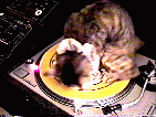 catembot.gif