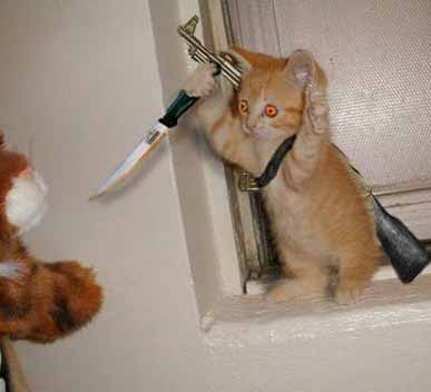 physcocat.jpg